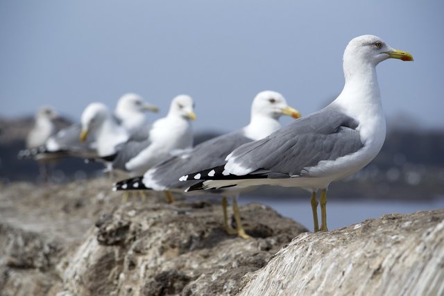 seagulls-5067489_1280.jpg