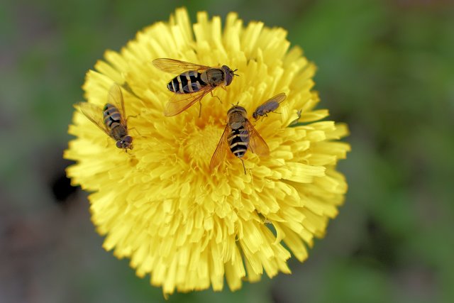 DSC_8194 3 dandy bees and fly resized.jpg