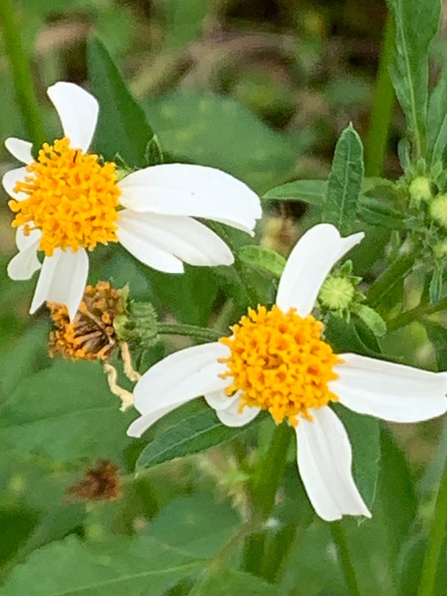 flower and bee1.jpg