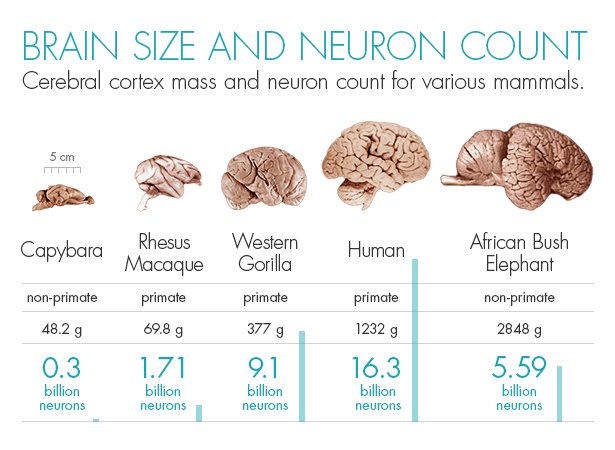 Brain_Lineup_615.jpg