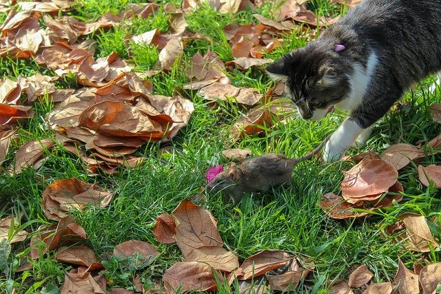 cat-4014761_640.jpg