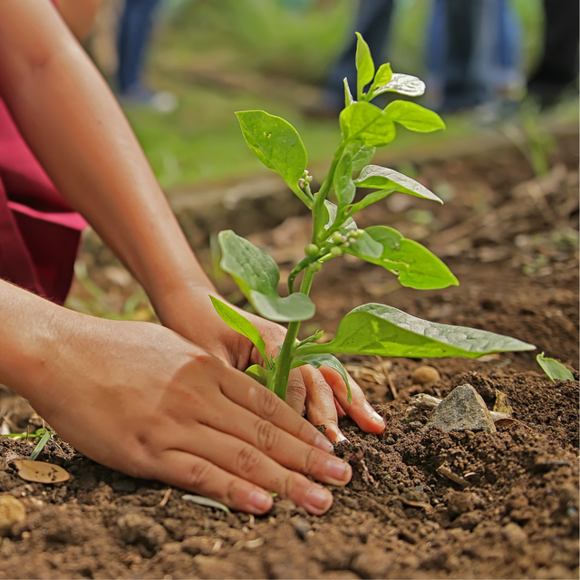Beige Green Sleek Modern Minimal Tree Planting Activity Facebook Post.png