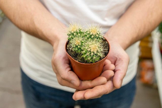 close-up-hands-holding-small-cactus-plant_23-2148488516.jpg