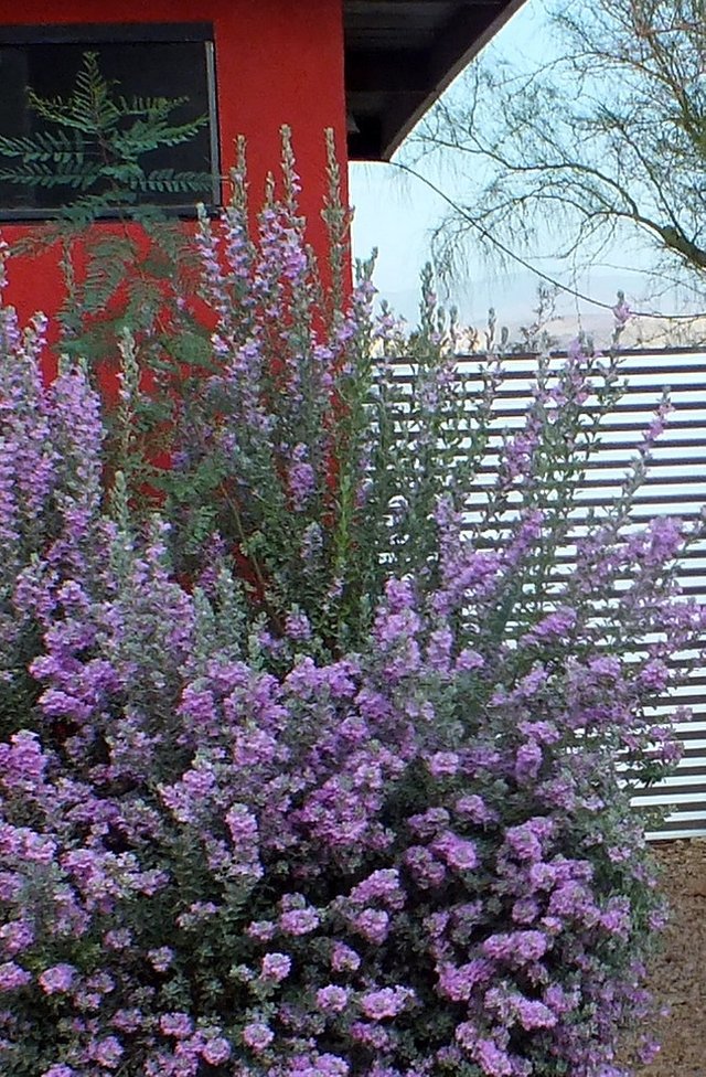 Russian sage