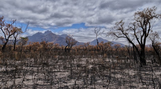 bushfire-4772185_1920.jpg