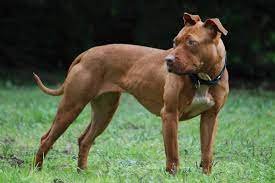 pit bull dog.jpg