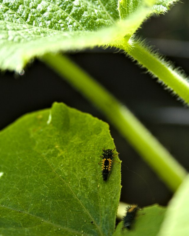 ladybug larvae on pumpkin leaves