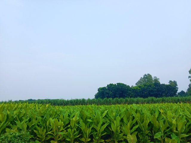 IMG_20250925_072534.jpg