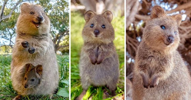 Quokka adorable.jpg