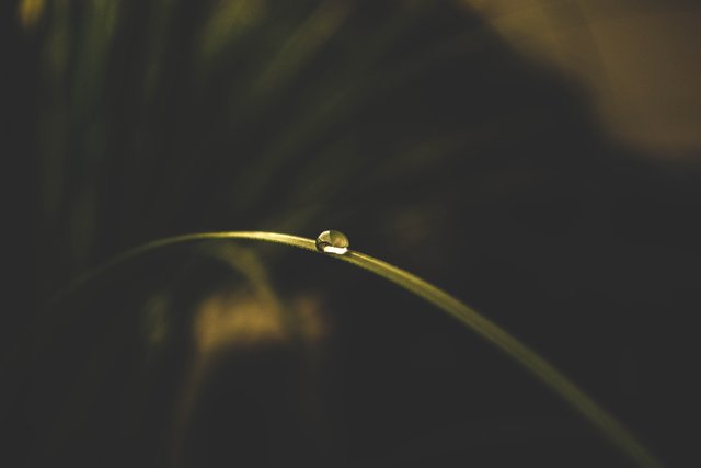 blade-of-grass-drop-of-water-leaf-1132567.jpg