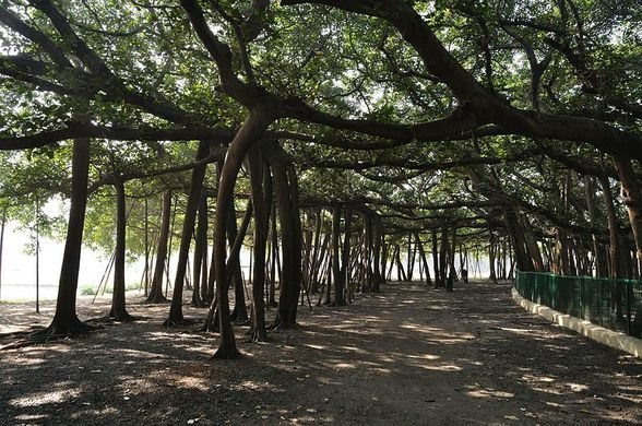 banyan tree.jpg