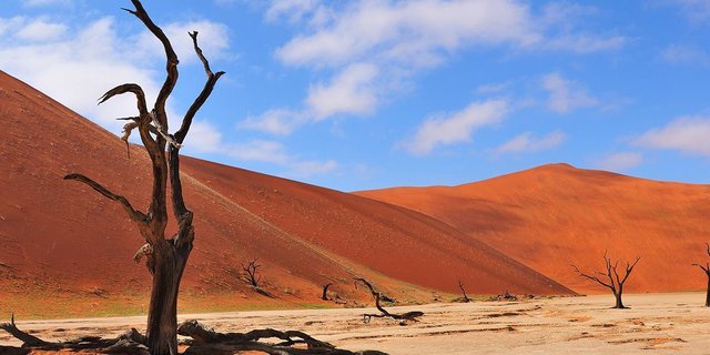 Kalahari desert.jpeg