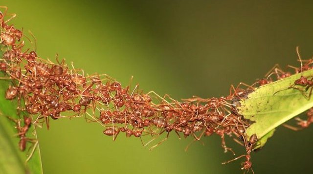 Hormigas Trabajo en equipo.jpg
