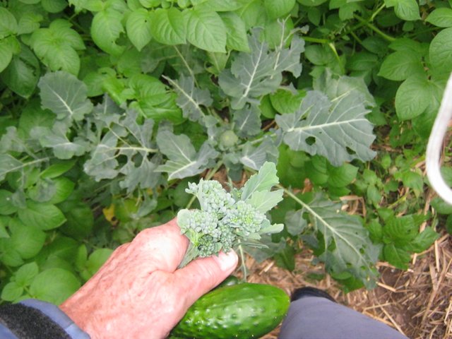 bouguet of broccolli flowerettes with young plant behind plus cuc.JPG