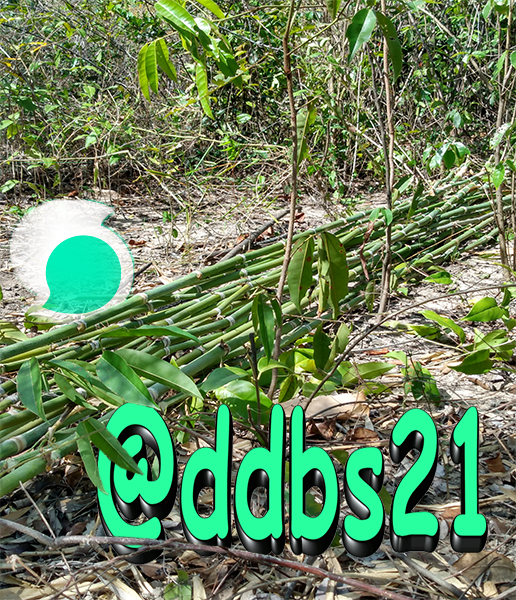 bambu.png