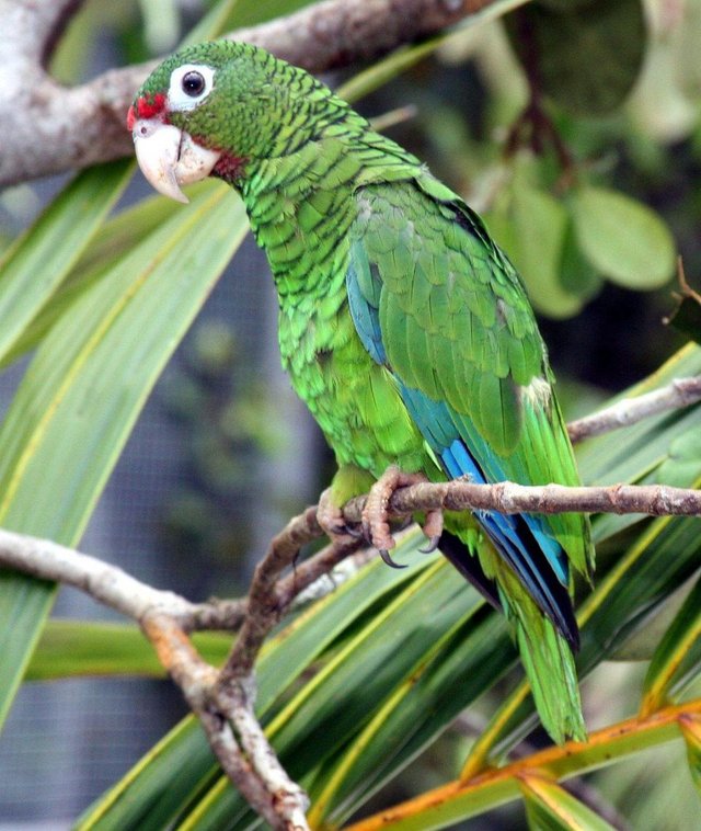 https _blogs-images.forbes.com_grrlscientist_files_2018_07_Puerto_Rican_parrot-1200x1421.jpg