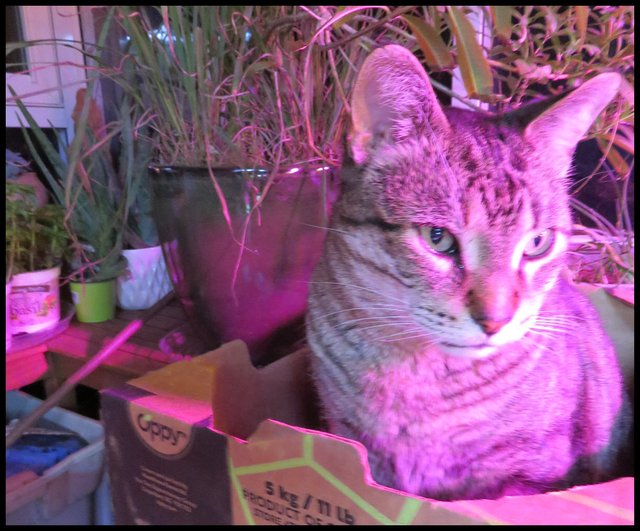 JJ in box by lemon grass and verbena pot inside sun room.JPG