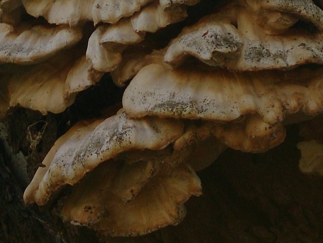 mushroomtree3.JPG