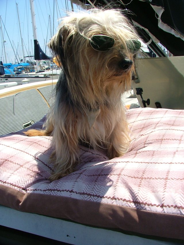Boat dog.JPG