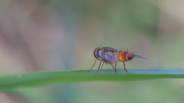 探寻亚齐森林的野生昆虫，分享我的发现和看法-豁天游|活田酉 一个专门分享有趣的信息，激发人们的求知欲。