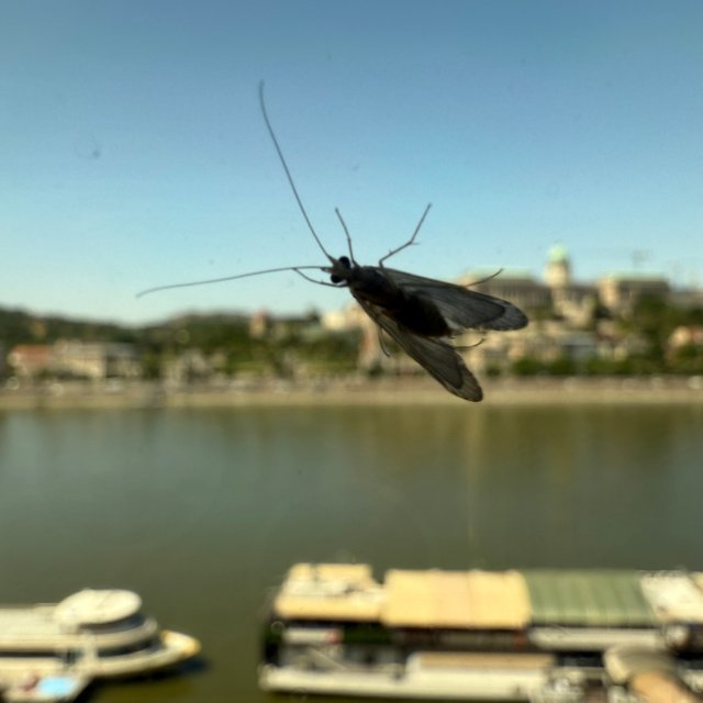 IMG_3985.jpeg