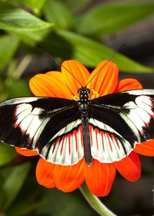 Piano Key butterflies - Heliconius melpomene Greeting Card for Sale by Anthony Totah.jpeg