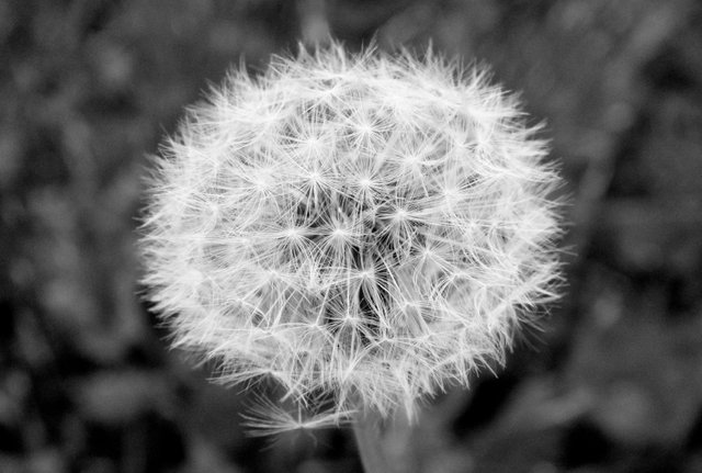 1179-Dandelion.jpg