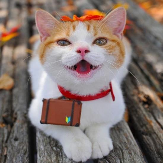 cat looking happy blessings111.jpg