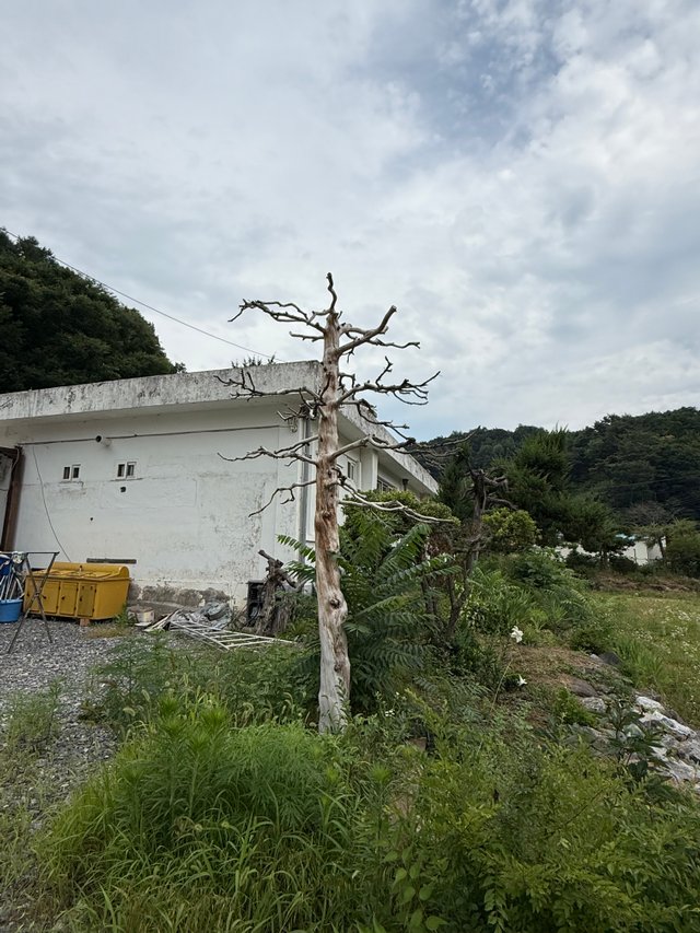 IMG_2105.jpeg