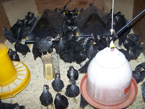 Brooder - chicks 4 weeks old1 crop June 2019.jpg