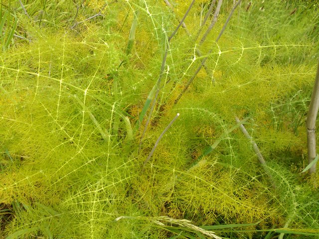 Flower Photography Unknown Horsetail Close-up May 28 2017.jpg