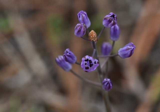 wild hyacinth Scilla monophyllos autumn 3.jpg