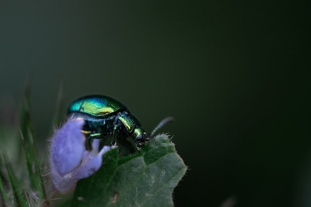 insect-6606165_1280.jpg