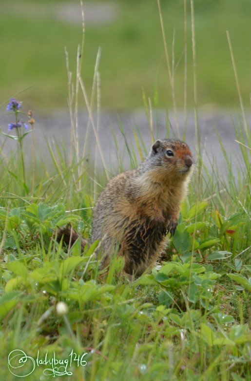 gopher.jpg