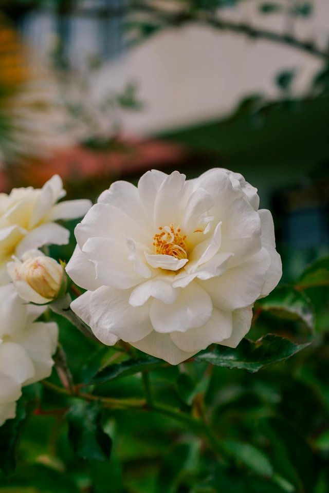 free-photo-of-white-rose-in-front-of-a-building-with-green-leaves.jpeg