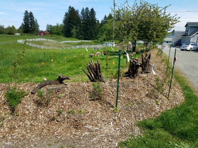 mulch-around-new-plants.jpg