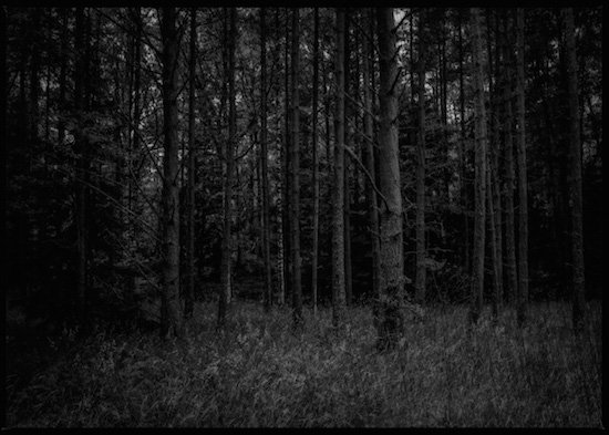 dark-forest-5.jpg