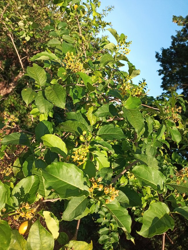 Frutas en el árbol 3.jpg