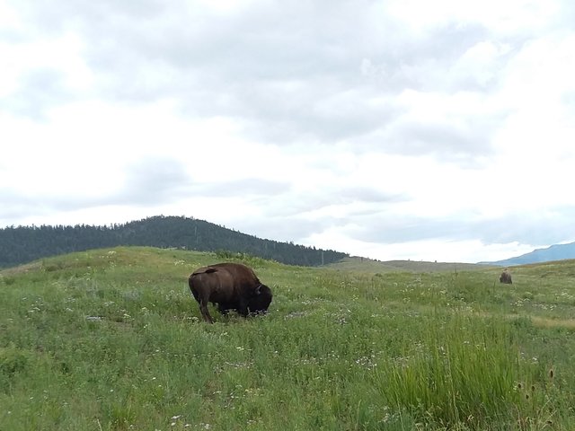 bison resized.jpg