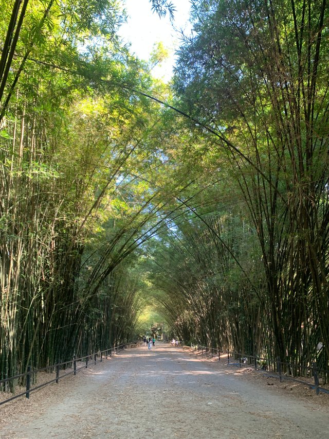 Bamboo Tunnel20.jpg