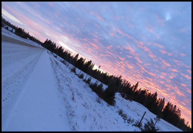 angle view of horizon with silloquettes of spruce along road and pink and blue sunset sky.JPG