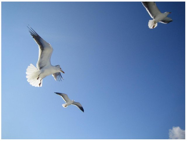 seagulls_in_the_sky_by_zaneta333.jpg