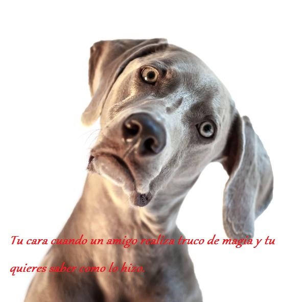 img_10_alimentos_que_no_pueden_comer_los_perros_y_por_que_2.jpg