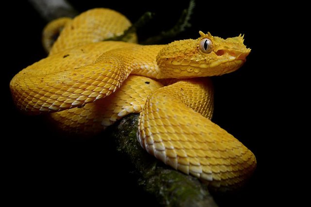 800px-Bothriechis_schlegelii_(La_Selva_Biological_Station).jpg