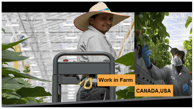Job Search At MucciFarms in CANADA and USA.PNG