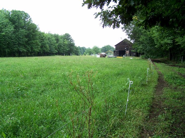 Back pasture1 crop Aug. 2011.jpg