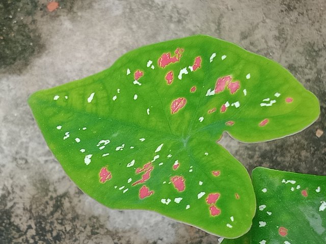 IMG20250604110652.jpg