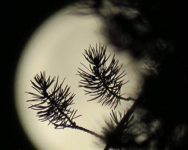 full moon background to silloquette of 2 pine branches.JPG