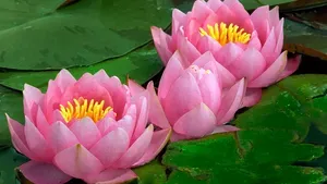 Plant-Flower-Aquatic-plant-Water-lily-Nymphaea.webp