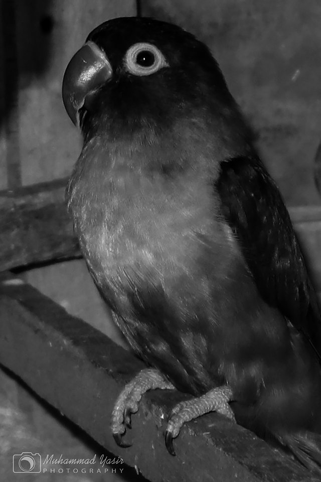 yasir bnw (3).jpeg